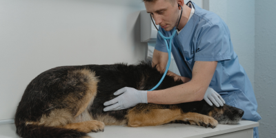 cão-doente.jpg