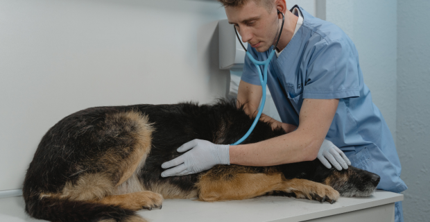 cão-doente.jpg