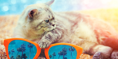 cat summer