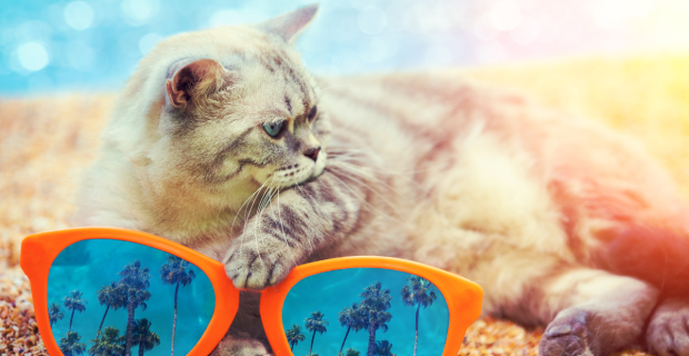 cat summer