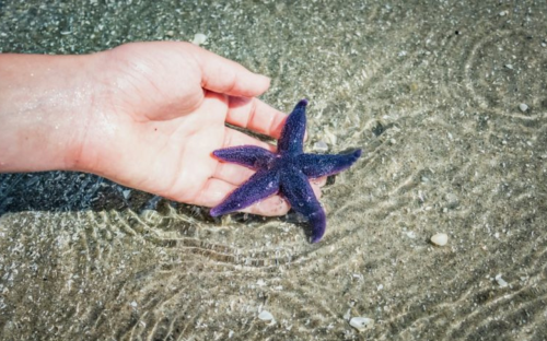 estrela do mar