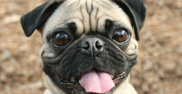 pug