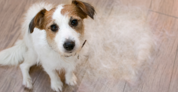 Médica-veterinária comenta a relação entre a alimentação e a saúde da pelagem do seu pet