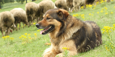 Profissionais comentam a importância dos cães na rotina das fazendas