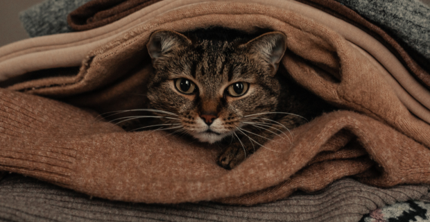 Pelos de gato nas roupas agora é tendência na moda