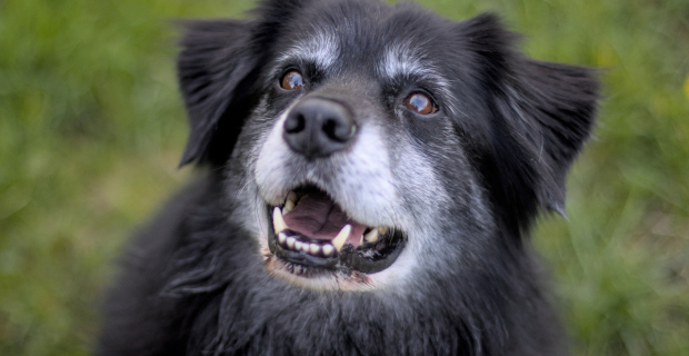 Cães idosos precisam de brincadeiras adaptadas para a idade deles