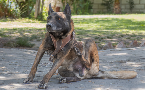 Entender os motivos da coceira nos pets é essencial para a saúde física e emocional