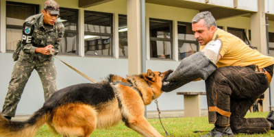 Cães policiais se aposentam após anos de dedicação à segurança pública