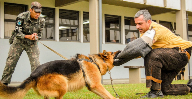 Cães policiais se aposentam após anos de dedicação à segurança pública