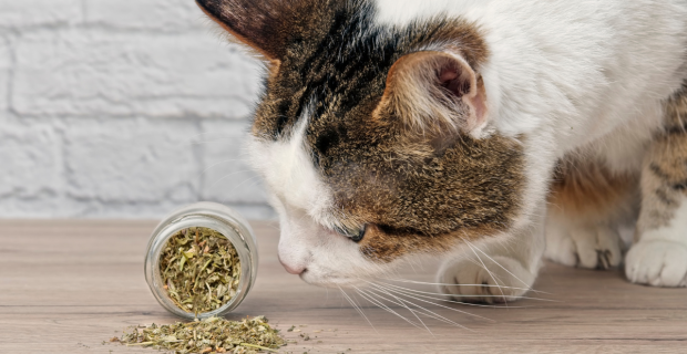 catnip