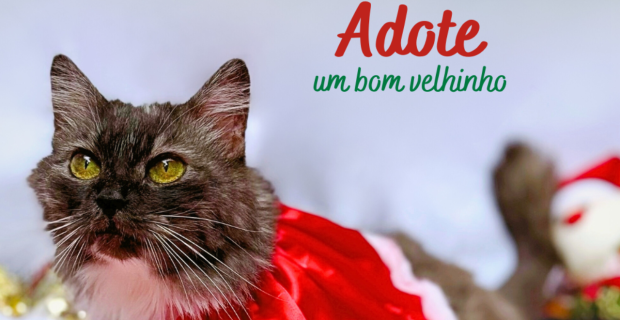 Campanha de Natal incentiva a adoção de gatinhos adultos