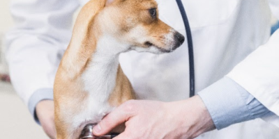 Saber como agir em emergências é essencial para recuperação dos pets