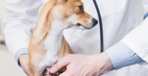 Saber como agir em emergências é essencial para recuperação dos pets