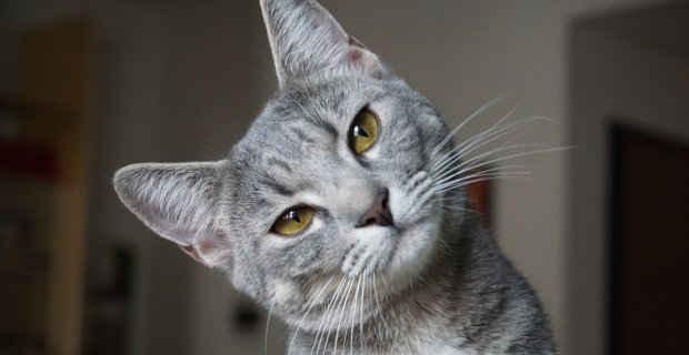 gato