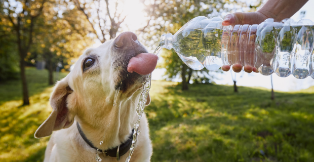 Veterinária dá dicas para cuidar da saúde dos pets em dias mais quentes