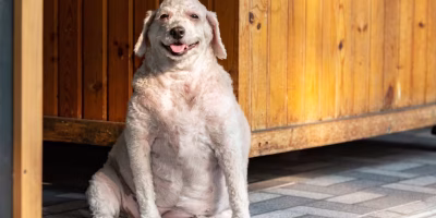 Remédios para emagrecimento ganham espaço no tratamento da obesidade em pets