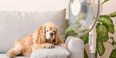 Hipertermia em cães ainda é subestimada por responsáveis, alertam pesquisadores