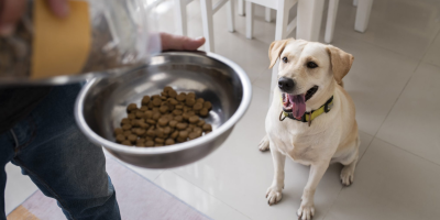 Alimento pet