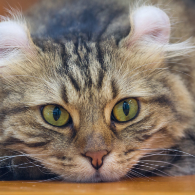 Doação de Cachorros e Gatos, Achados e Perdidos em Curitiba