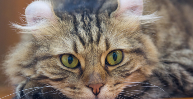 american curl