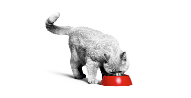 BRITISH_SHORTHAIR_ADULT___WEIGHT_MANAGEMENT_EMBLEMATIC_Med._Res.___Basic (5)