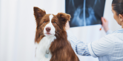 Bodercollie