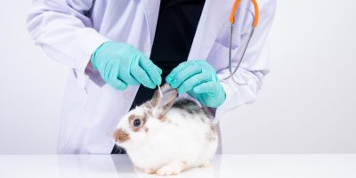 Botucatu vai ganhar centro inédito para tratamento de animais silvestres em parceria com a Unesp