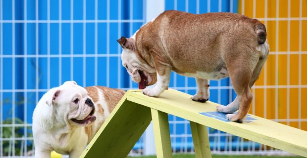 Creche para cães: o que você precisa saber antes de matricular seu pet