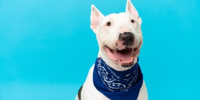 Campanha Novembro Azul alerta para o câncer de próstata em pets