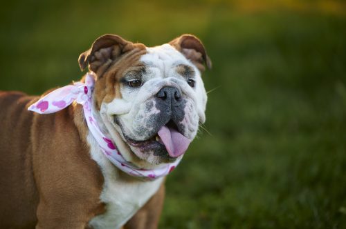 Britânicos preferem cães de raças braquicefálicas com traços menos acentuados
