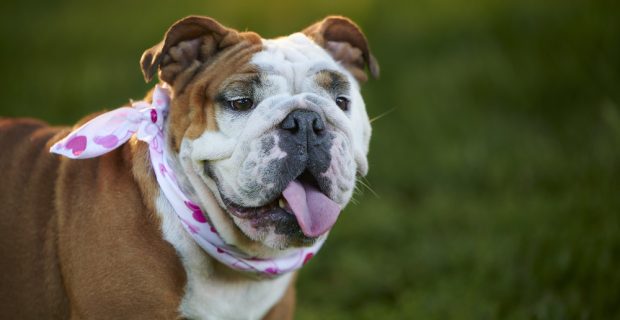 Britânicos preferem cães de raças braquicefálicas com traços menos acentuados