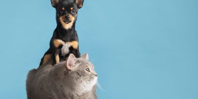 Pesquisa revela que 40% dos cães e gatos estão com excesso de peso ou obesidade em Portugal