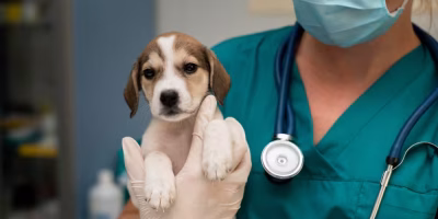 Projeto que criminaliza o exercício ilegal da Medicina Veterinária é aprovado na Câmara dos Deputados