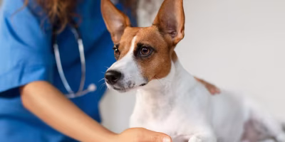 Quando o estômago se dilata e gira: os desafios da Torção Vólvulo Gástrica em cães