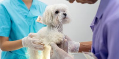 Pets durante quimioterapia requerem cuidados específicos