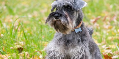 Estudo identifica quais raças de cães possuem maior predisposição ao feocromocitoma