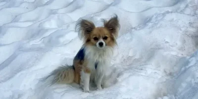 Homem cai em geleira e seu chihuahua ajuda a resgatá-lo