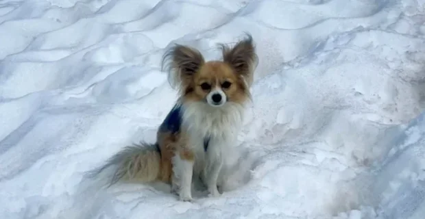 Homem cai em geleira e seu chihuahua ajuda a resgatá-lo
