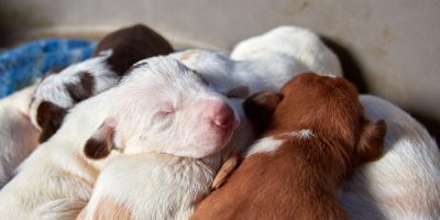 Imunoterapia com plasma fresco congelado é alternativa de tratamento para sepse neonatal em cães