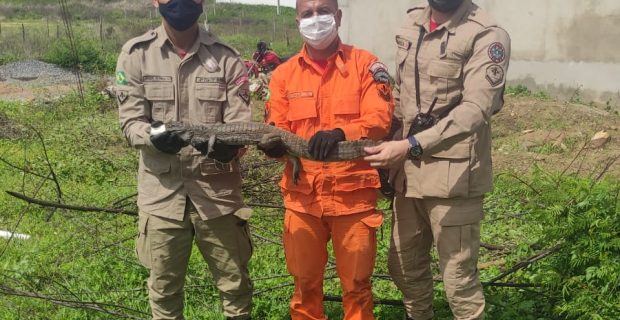 CBMCE-resgata-43-animais-durante-esse-final-de-semana-no-Estado-do-Ceara-3