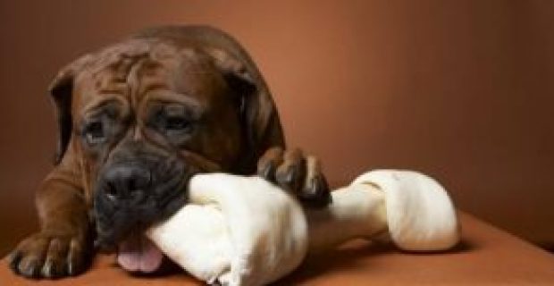 Cachorro-12-300x152
