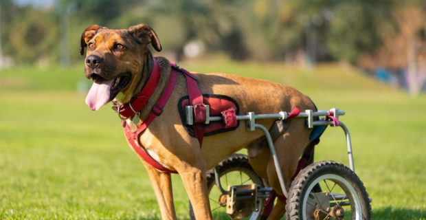 Oficina em SP destaca inclusão e adoção de pets com deficiência neste fim de semana