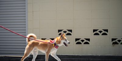 Cão com fita amarela na coleira: o que significa?