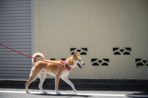 Cão com fita amarela na coleira: o que significa?