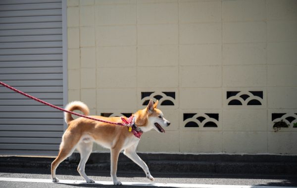 Cão com fita amarela na coleira: o que significa? Cão com fita amarela na coleira: o que significa?