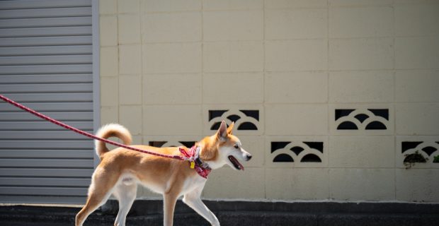 Cão com fita amarela na coleira: o que significa?