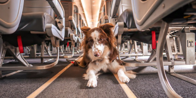 Cachorro no corredor de avião