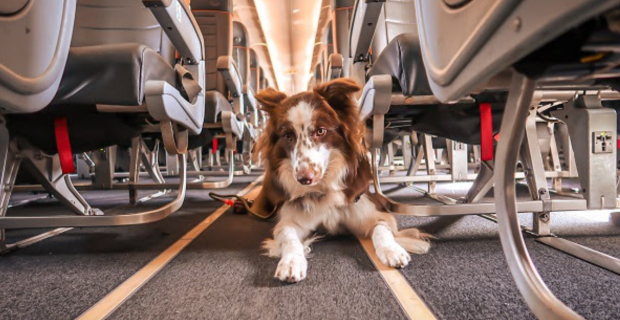 Cachorro no corredor de avião
