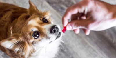 O que se sabe sobre a pílula antienvelhecimento que promete prolongar a vida dos cães?