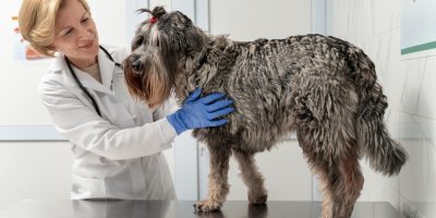 Câncer de mama em pets é fácil de identificar e requer tratamento rápido para melhor prognóstico